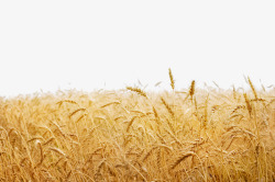 一片小麦地金黄丰收小麦地高清图片