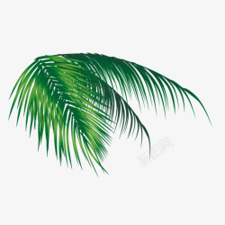 椰树矢量素材椰子树叶高清图片