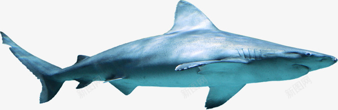 海底摄影鲨鱼png免抠素材_新图网 https://ixintu.com 摄影 海底 鲨鱼 鲨鱼头像
