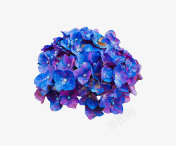 绚丽斑斓绣球花素材