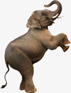 直立的承重大象高清图片