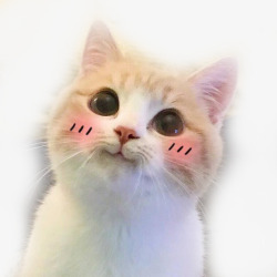 委屈表情的猫咪可爱猫咪歪头卖萌表情高清图片
