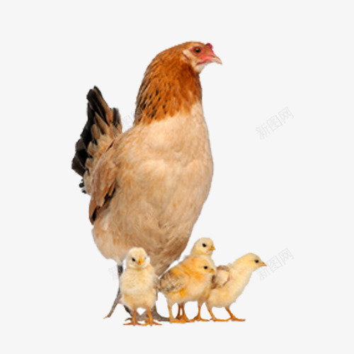 母鸡和小鸡png免抠素材_新图网 https://ixintu.com 可爱 家禽 小鸡妈妈 母鸡 鸡妈妈