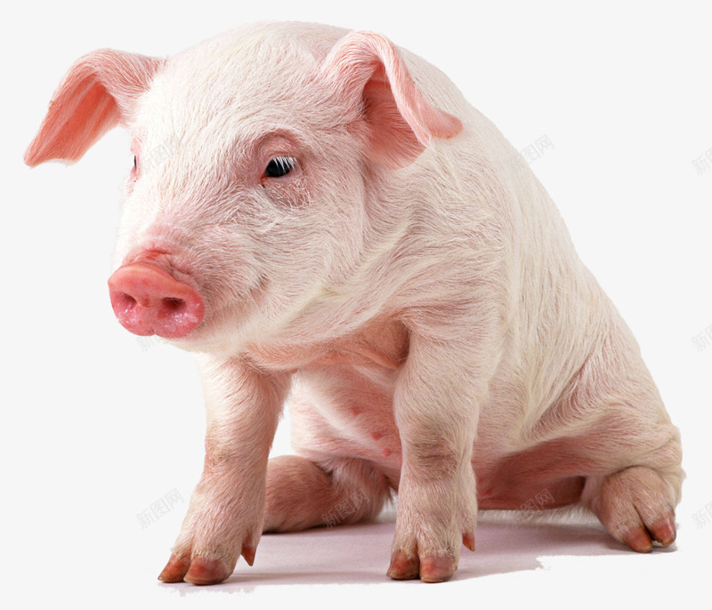 猪png免抠素材_新图网 https://ixintu.com 仔猪 坐着的猪 牲畜 猪
