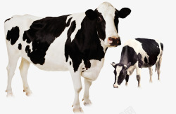 牛奶黑白色奶牛高清图片