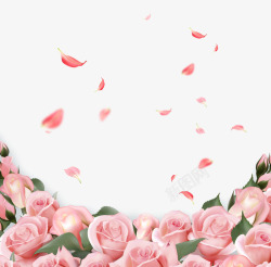 玫瑰丛粉色玫瑰花高清图片