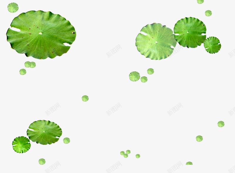 漂浮着的荷叶png免抠素材_新图网 https://ixintu.com 叶子 大小不一的荷叶 漂浮的荷叶 绿叶