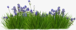 绿色的盆景薰衣草从高清图片