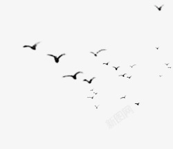 飞翔的鸟群飞鸟高清图片