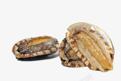 名贵食材鲍鱼图片鲍鱼高清图片