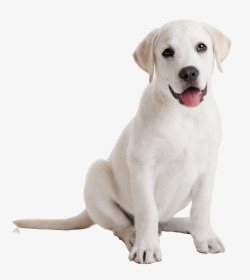 乳白的可爱拉布拉多犬高清图片