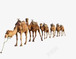 大漠骆驼队伍高清图片