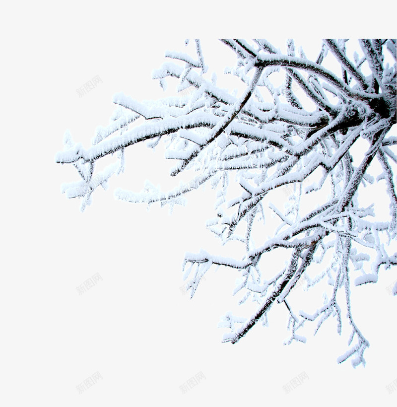 挂满雪花的树枝png免抠素材_新图网 https://ixintu.com 冬季 寒冷 枯树 树枝 白雪