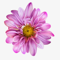 紫色的菊花矢量图素材
