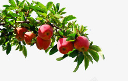 阿克苏苹果包装苹果树高清图片