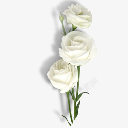 绿色白色条白色玫瑰高清图片