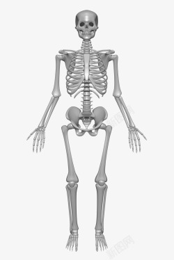 矢量人体骨架人体骨骼构造高清图片