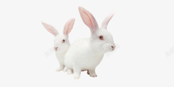 两只小白兔png免抠素材_新图网 https://ixintu.com 两只兔子 塔兔 小白兔 毛茸茸的