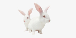 塔兔两只小白兔高清图片