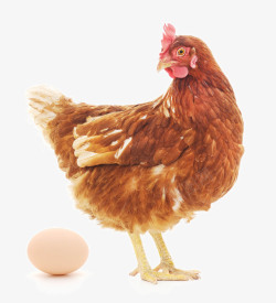 母鸡可爱的母鸡鸡蛋高清图片