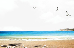 贝壳海鸥蔚蓝大海边的美丽景色高清图片