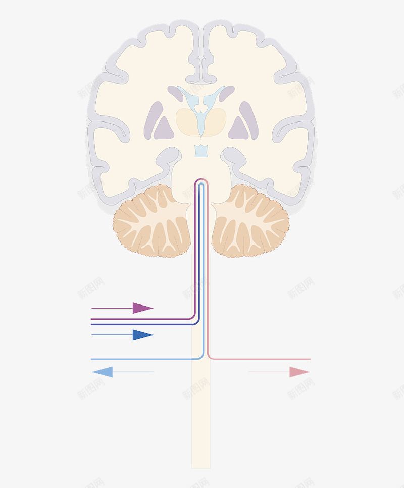 大脑神经反射png免抠素材_新图网 https://ixintu.com 人体经脉 人体结构 动物血管 叶脉 心血管系统 生物医学插图 脉管束