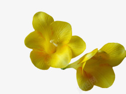 明黄色小苍兰花瓣高清图片