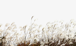 保护湿地一片白色的芦苇荡高清图片