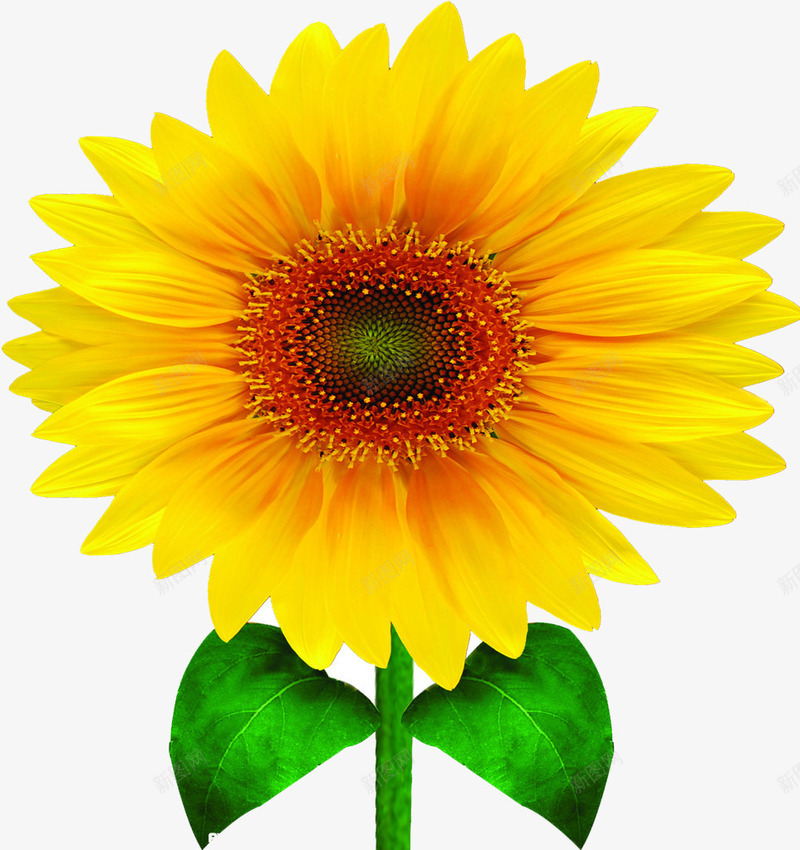 向日葵花朵png免抠素材_新图网 https://ixintu.com 向日癸 生物世界 绿色花草 花朵植物 花瓣黄色