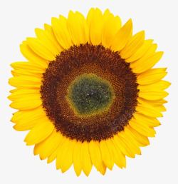 菊科植物黄色有观赏性的向日葵一朵大花实高清图片