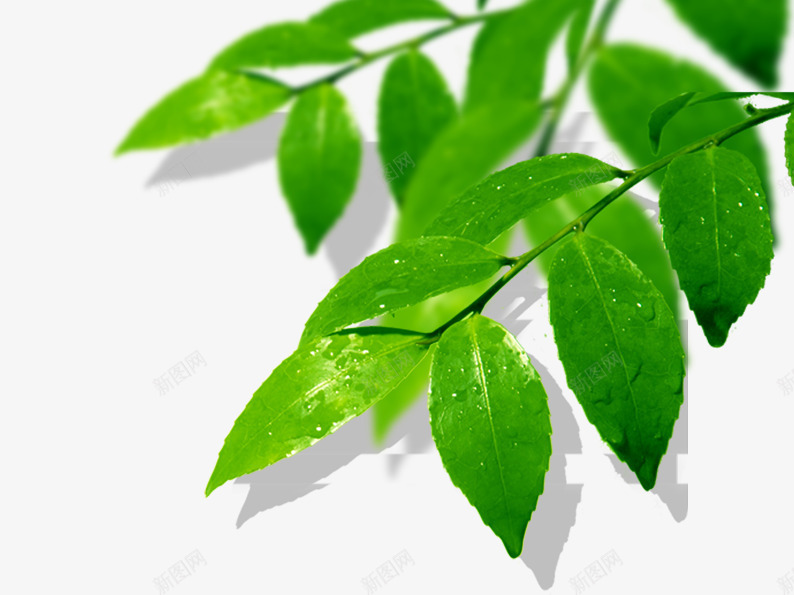 树叶上的水滴psd免抠素材_新图网 https://ixintu.com 叶子 树叶 水滴 水珠 植物 植物素材图片 绿色素材
