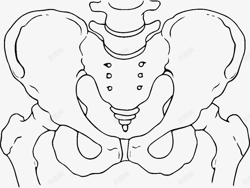 单线手绘骨盆插图png免抠素材_新图网 https://ixintu.com 关节 医学 单线 尾骨 手绘骨盆插图 骨 骨头 骨盆 髋骨