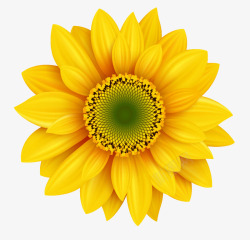 黄色花朵矢量图清晰太阳花高清图片