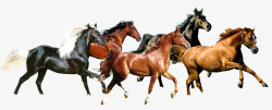 千里马奔驰的马群高清图片