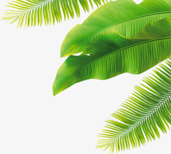 绿色的椰树芭蕉叶春天椰树绿色绿叶高清图片