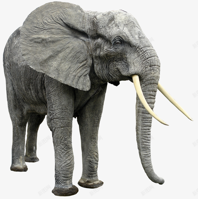 动物大象象牙野生动物png免抠素材_新图网 https://ixintu.com 侧面大象 动物 大象 象牙 野生