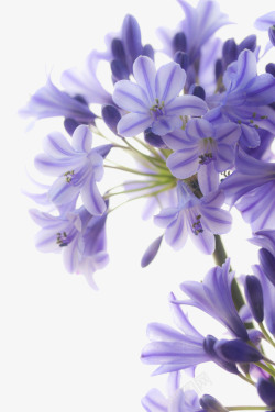 天猫电器实物紫罗兰花朵高清图片