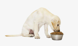狗狗宣传海报小型幼犬粮图高清图片