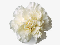 矢量母亲节素材白色康乃馨花高清图片