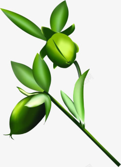 霍霍巴绿色植物霍霍巴油高清图片