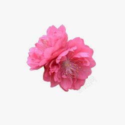 单朵桃花png素材精美桃花朵朵开单朵桃花高清图片