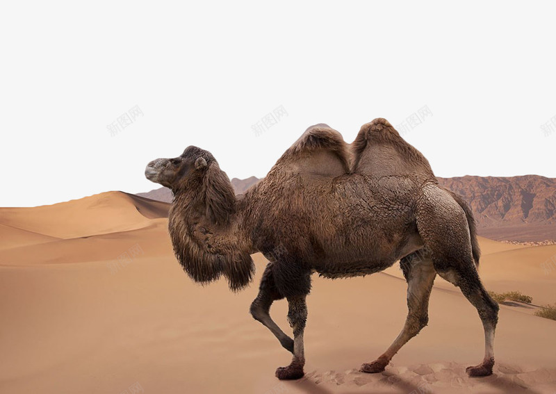 沙漠中的骆驼png免抠素材_新图网 https://ixintu.com 动物 戈壁 沙漠 隔壁 骆驼 黄色