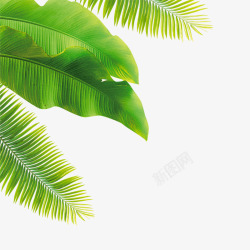 椰树树叶背景绿色手绘椰树树叶高清图片