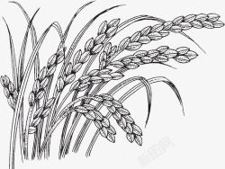 麦穗描线画手绘稻穗高清图片