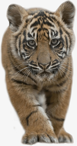 动物园老虎老虎幼崽高清图片