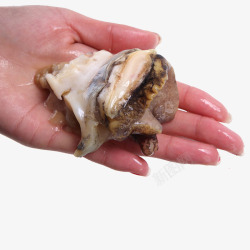 海螺头肉素材