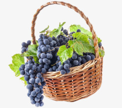 红酒葡萄园一篮子紫葡萄高清图片