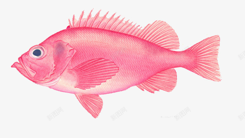 粉色的小鱼片png免抠素材_新图网 https://ixintu.com 手绘五彩的鱼图片 深海鱼图片 观赏鱼图片 鱼类图片