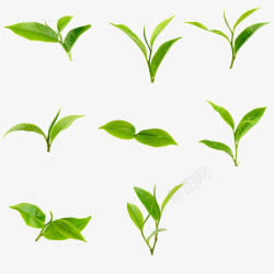 绿色小清晰茶叶清晰绿色清新高清图片