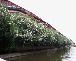 河边植物房屋风景素材